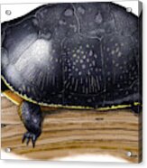 Blandings Turtle Acrylic Print