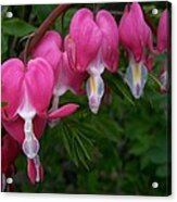 Bleeding Heart Acrylic Print