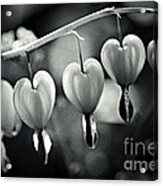 Bleeding Hearts Acrylic Print