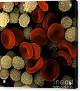 Blood Cells Acrylic Print
