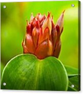 Blooming In The Spring Acrylic Print