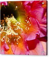 Blooming Pink Explosions Acrylic Print