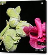 Blooming Pink Hollyhock Acrylic Print