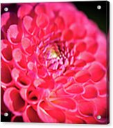 Blooming Red Flower Acrylic Print