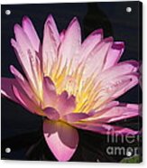 Blooming With Beauty Acrylic Print