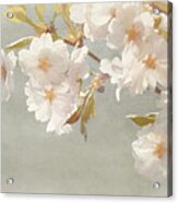 Blossoming Cherry Acrylic Print