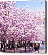 Blossoming Cherry Trees At Acrylic Print