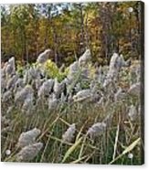 Blowing In The Wind Acrylic Print