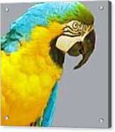 Blue And Gold Macaw Acrylic Print