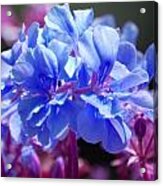 Blue And Purple Flowers Acrylic Print