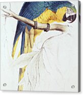 Blue And Yellow Macaw Acrylic Print