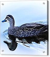 Blue Billed Duck Acrylic Print