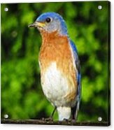 Blue Bird Acrylic Print