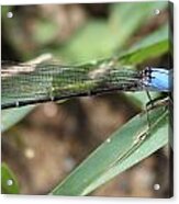 Blue Boy 2 Damselfly Art Acrylic Print