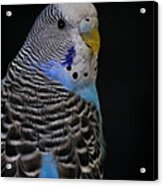 Blue Budgie Parakeet Acrylic Print