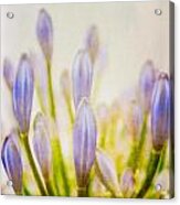 Blue Buds Botanicals Acrylic Print