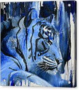 Blue Cat Acrylic Print