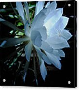 Blue Cereus Acrylic Print