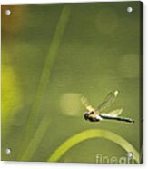 Blue Darner Dragonfly - Green Water And Light Acrylic Print