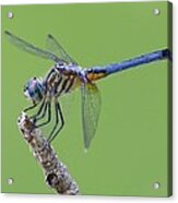 Blue Dasher Dragonfly Acrylic Print