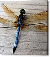 Blue Dragonfly Acrylic Print