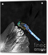 Blue Dragonfly Acrylic Print