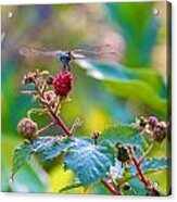 Blue Dragonfly On Berry Acrylic Print