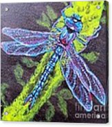 Blue Dragonfly On Upward Wings Of Flight Acrylic Print