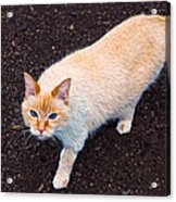 Blue Eyed Intensity Acrylic Print