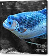 Blue Fish Acrylic Print