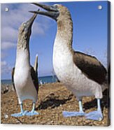 Blue-footed Booby Couple Courting Acrylic Print