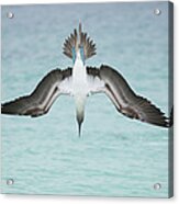 Blue-footed Booby Plunge Diving Acrylic Print