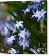 Blue For You Acrylic Print