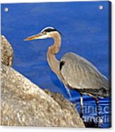 Blue Heron In The Savannah River Acrylic Print