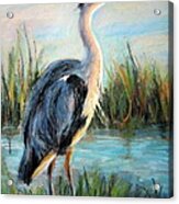 Blue Heron Acrylic Print