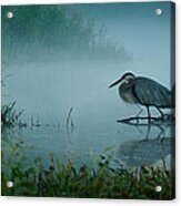 Blue Heron Morning Acrylic Print