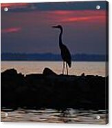 Blue Heron Of The Inlet Acrylic Print