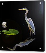 Blue Heron Reflection Acrylic Print