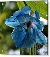 Blue Himalayan Poppy Acrylic Print
