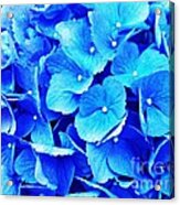Blue Hydrangea 4 Acrylic Print