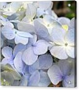 Blue Hydrangea Flowers Acrylic Print