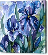 Blue Iris Acrylic Print