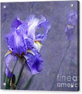 Blue Iris Acrylic Print