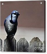 Blue Jay Fence 1 Acrylic Print