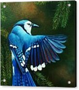 Blue Jay Acrylic Print