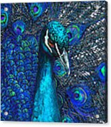 Blue Peacock Acrylic Print