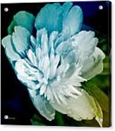 Blue Peony Flower Art Acrylic Print