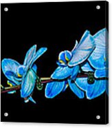 Blue Phalaenopsis Orchid Acrylic Print