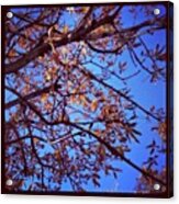 #blue #skies In #mallorca #spain. #tree Acrylic Print