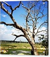 #blue #sky #clouds #green #grass #dried Acrylic Print